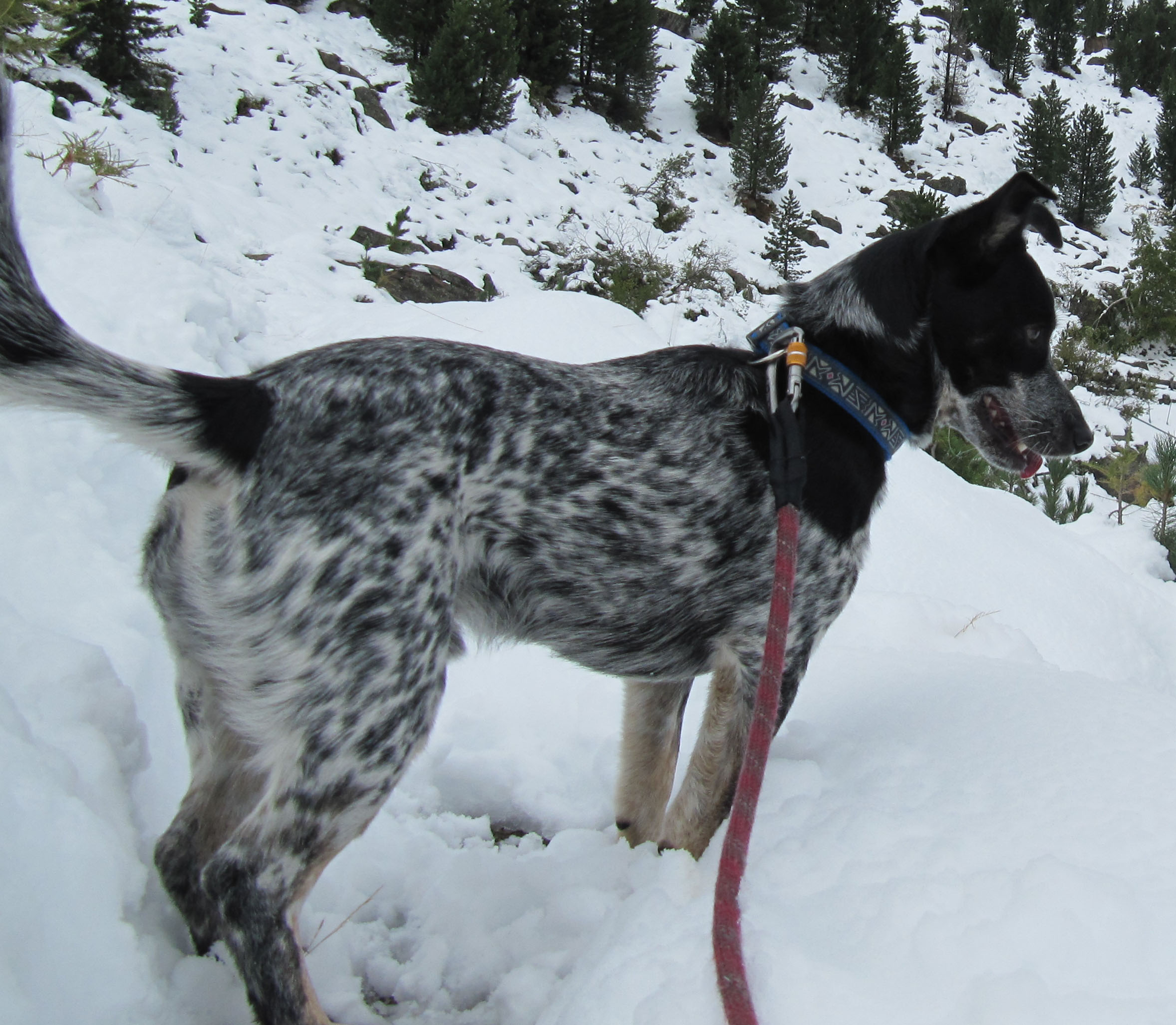 Schiller (Australian Cattle Dog, Australian Kelpie) Australian Cattle Dog Australian Kelpie Mischling Schiller (Australian Cattle Dog, Australian Kelpie) Australian Cattle Dog Australian Kelpie